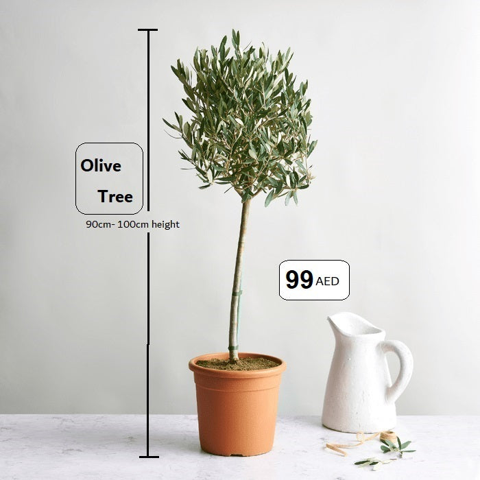 Olive Tree Indoor 1mtr-1.1mtr