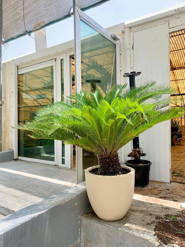 Cycas Palm/Sago Palm Large in FiberClay Pot - PlantmartUAE.com
