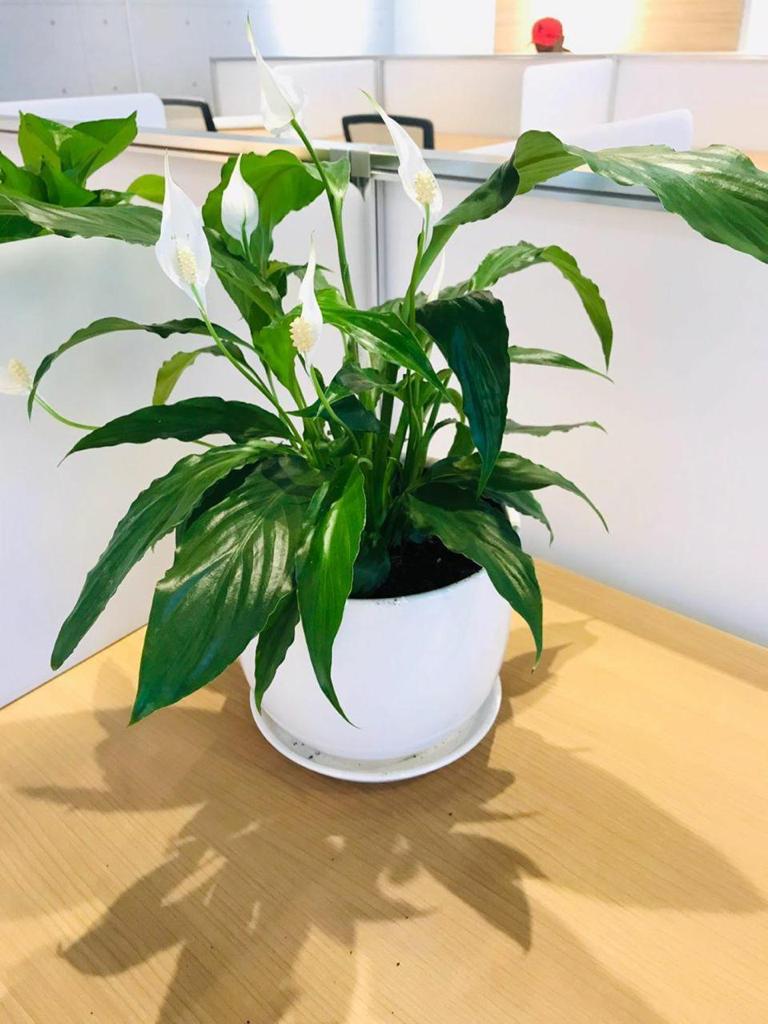 Large Peace Lily (Spathiphyllum Wallisii) 30cm - PlantmartUAE.com