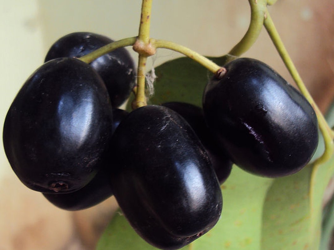 jamun in english