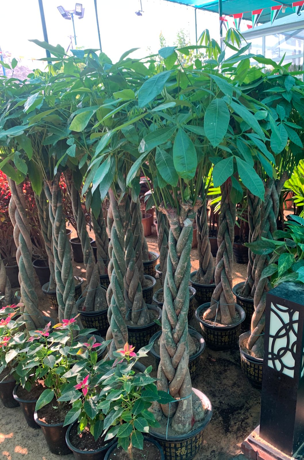 Pachira Aquatica/Money Tree 150cm-160cm - PlantmartUAE.com