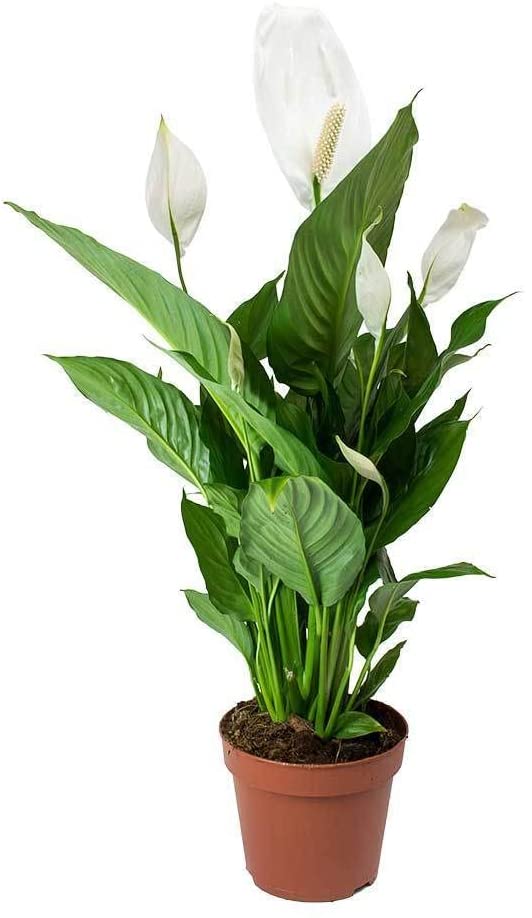 Large Peace Lily (Spathiphyllum Wallisii) 30cm - PlantmartUAE.com