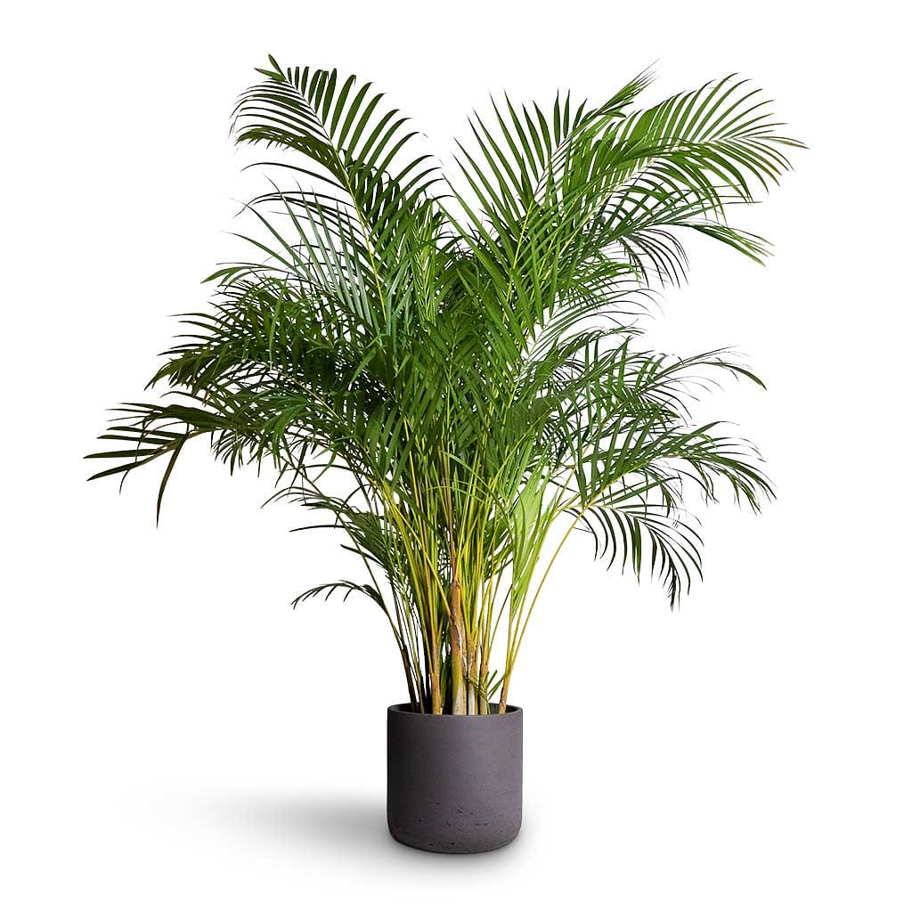 Areca Palm XXL 2.2mtr - PlantmartUAE.com