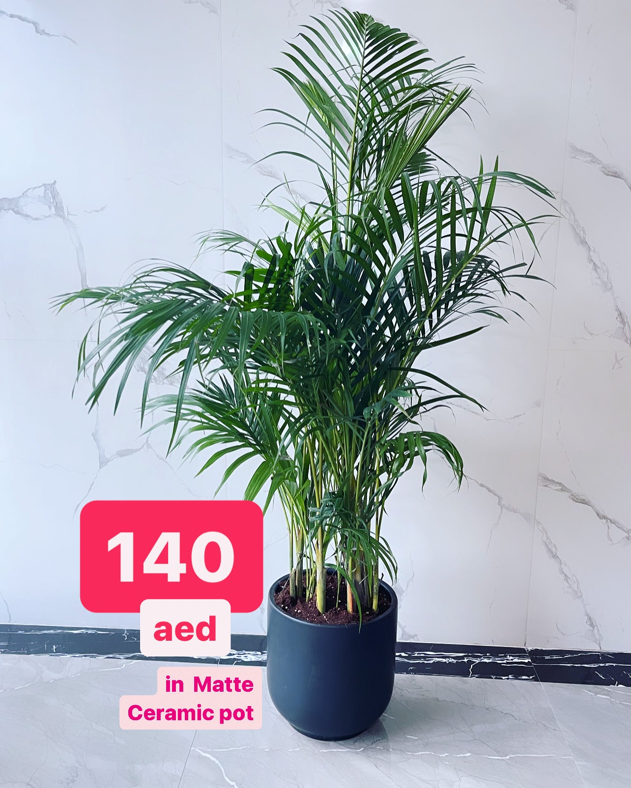 Areca Palm Indoor (140cm-150cm) in CERAMIC Pot | Chrysalidocarpus lutescens | indoor plant | Best Online Plants | PlantMartUAE.com