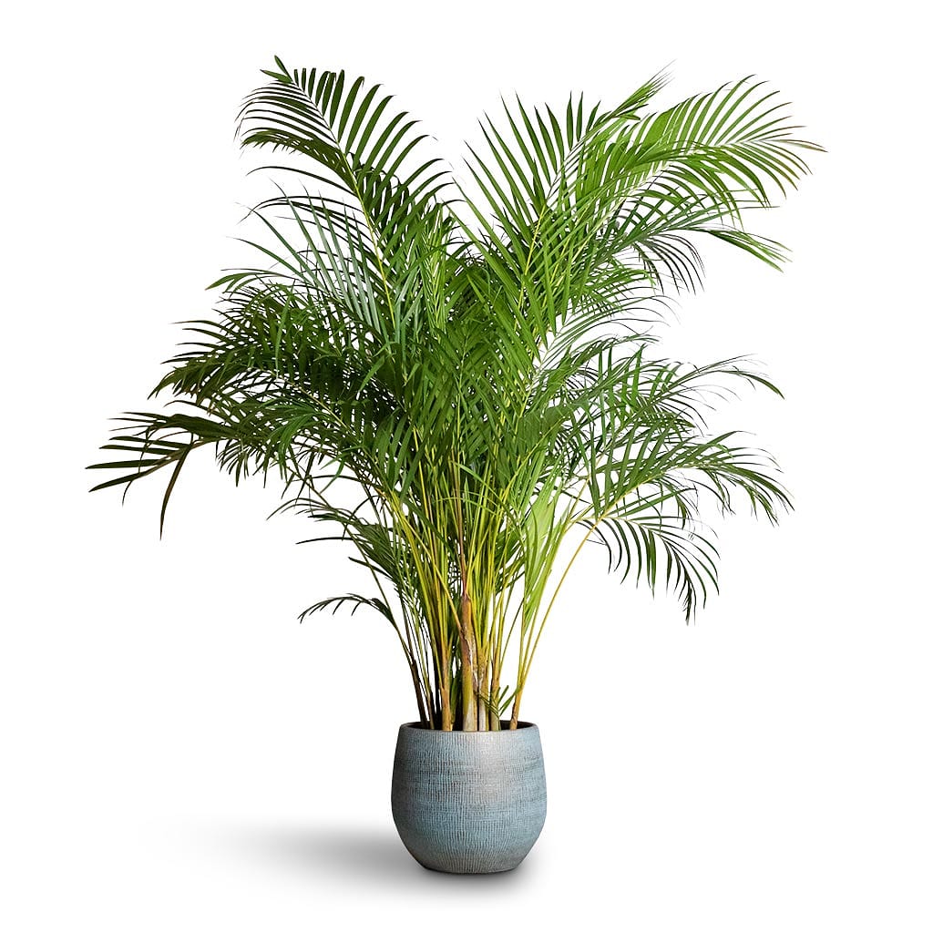 Areca Palm XXL 2.2mtr - PlantmartUAE.com