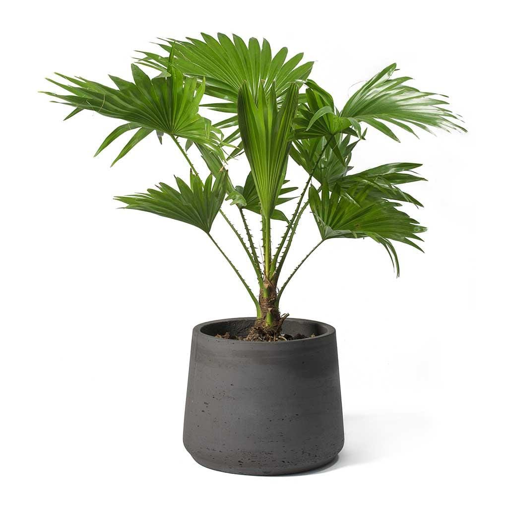 Livistonia Rotundifolia/Footstool Palm 20cm-30cm - PlantmartUAE.com