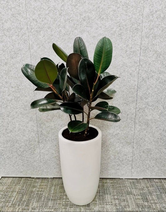 Rubber Plant 3PP 100cm-110cm in CERAMIC POT indoor plant PlantMartUAE.com