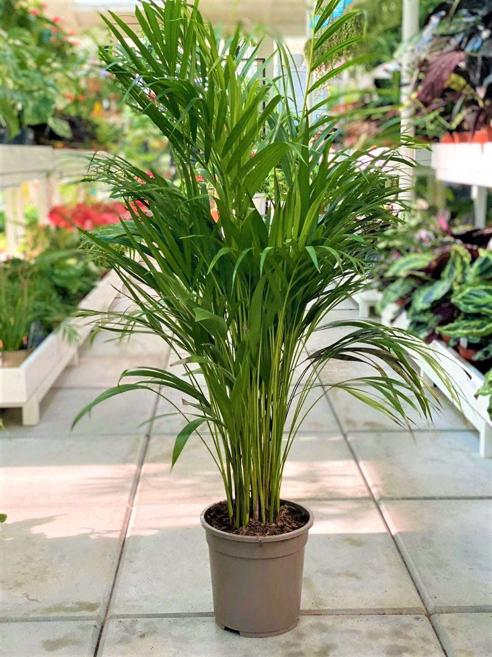 Areca Palm Holland / Chrysalidocarpus Lutescens | PlantmartUAE.com