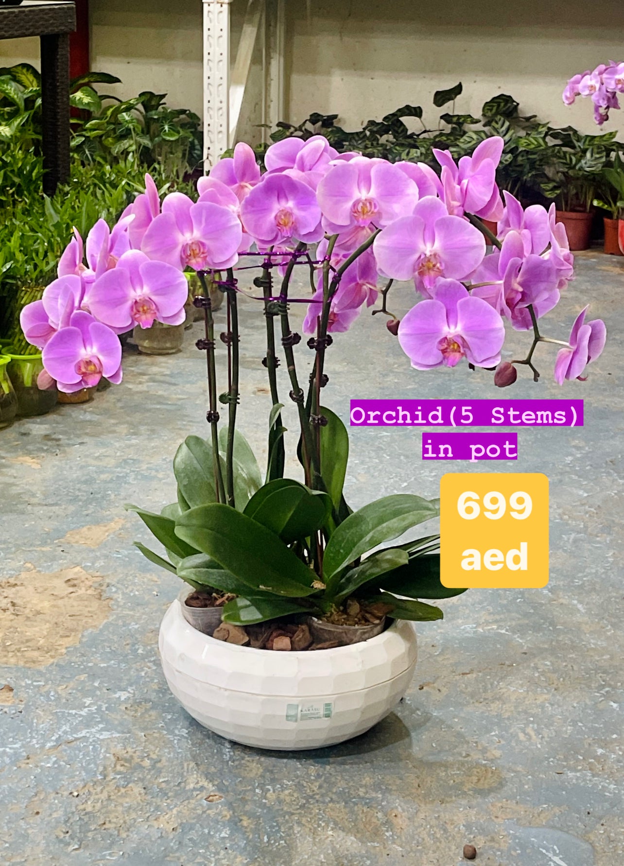 Orchid Purple (5 Stems) in Hydroponic Pot