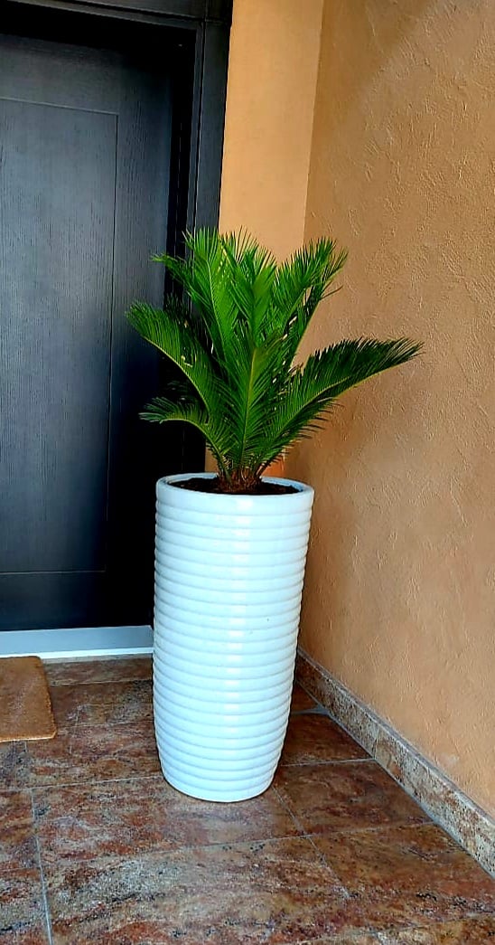 Sago Palm / Cycas Palm in Long CERAMIC Pot
