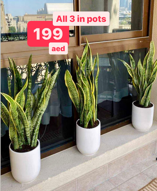 3PCS Potted Sansevieria in Ceramic Pots 70cm / Snake Plants