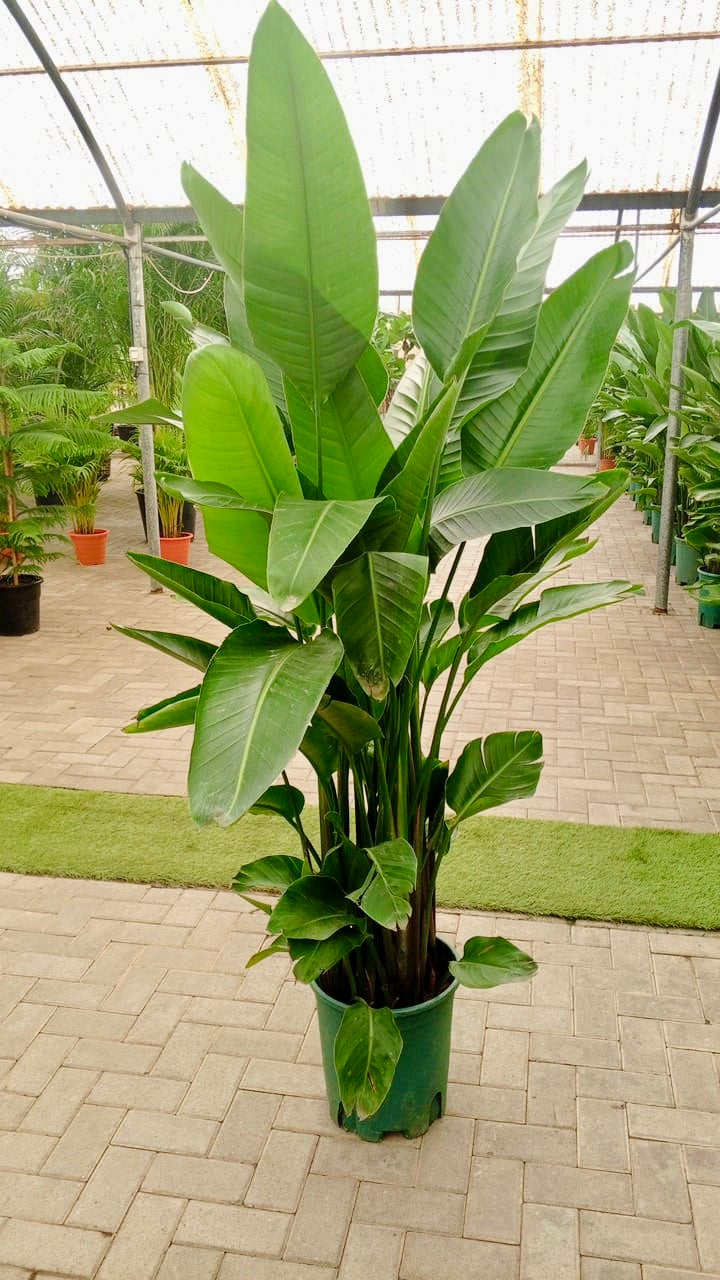 Bird Of Paradise XXL (170-180cm) (Holland)