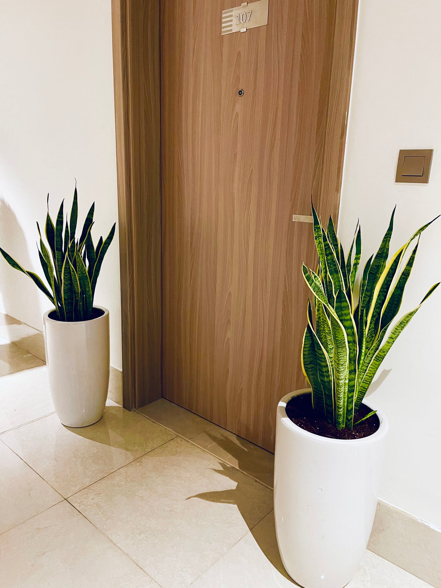 Combo Offer: 2pcs LARGE Sansevieria/Snake Plant-Ceramic Pot