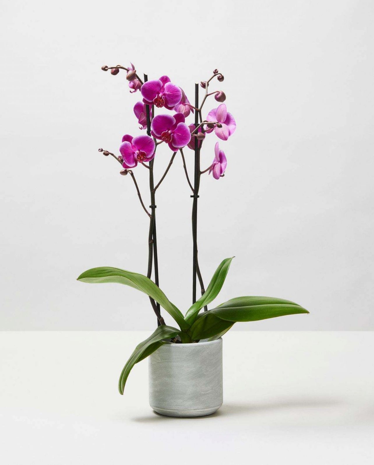 Moth Orchids, Phalaenopsis Orchids