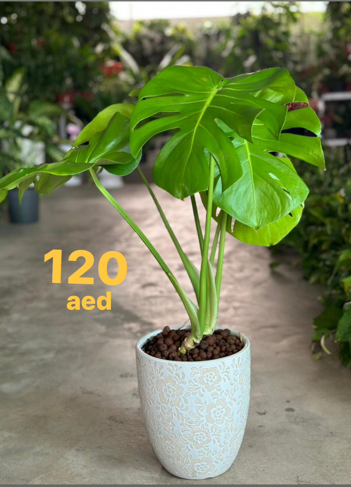 Monstera Deliciosa or Swiss Cheese Plant 40cm-50cm  Ceriman, Swiss Cheese Plant, Monstera, Mexican Breadfruit, Delicious Monster, Split-leaf philodendron