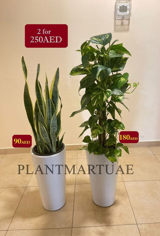 Combo Offer: Money Plant/Snake Plant-CERAMIC Pots - PlantmartUAE.com