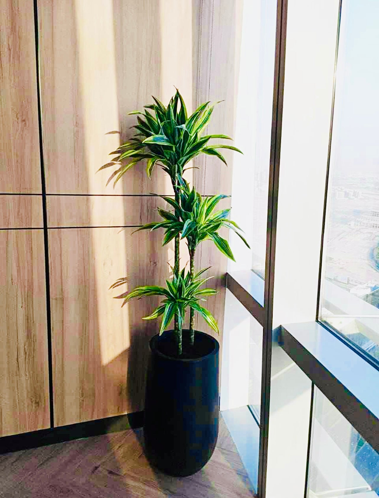 XL Dracaena Lemon Lime - Matt-Black Ceramic Pot | 150cm-160cm