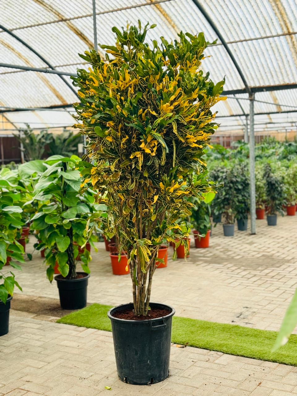 Croton Banana Yellow Plant 1.8mtr “Indoor & Outdoor” - PlantmartUAE.com