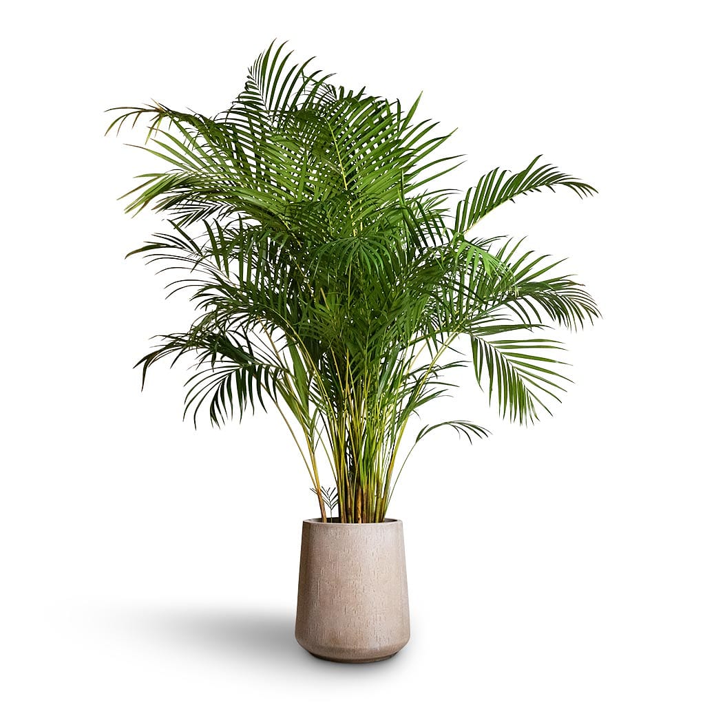 Areca Palm XXL 2.2mtr - PlantmartUAE.com