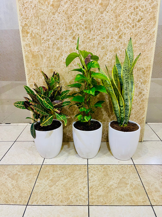 Potted Combo set: 3 indoor plants- Money Plant | Snake Plant | Croton |CERAMIC pots