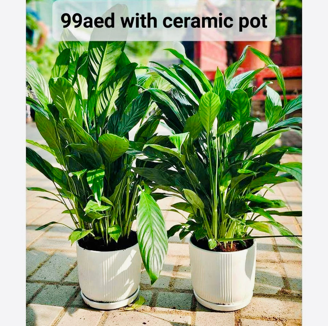 2pcs Potted Peace Lily in CERAMIC Pots indoor plant | Spathiphyllum Sweet Lauretta | Best Online Store | PlantMartUAE.com