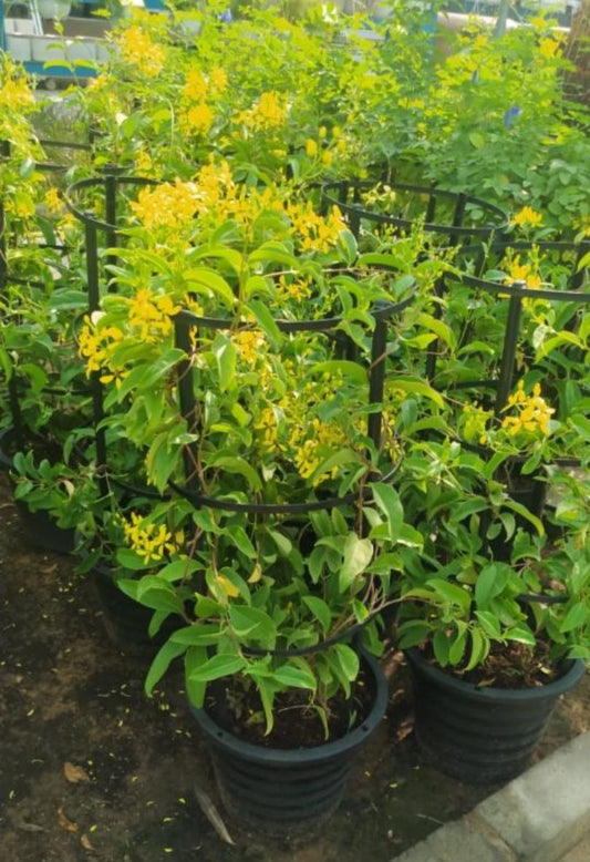 Tristellateia australasiae (Shower of Gold Climber) | Outdoor plants