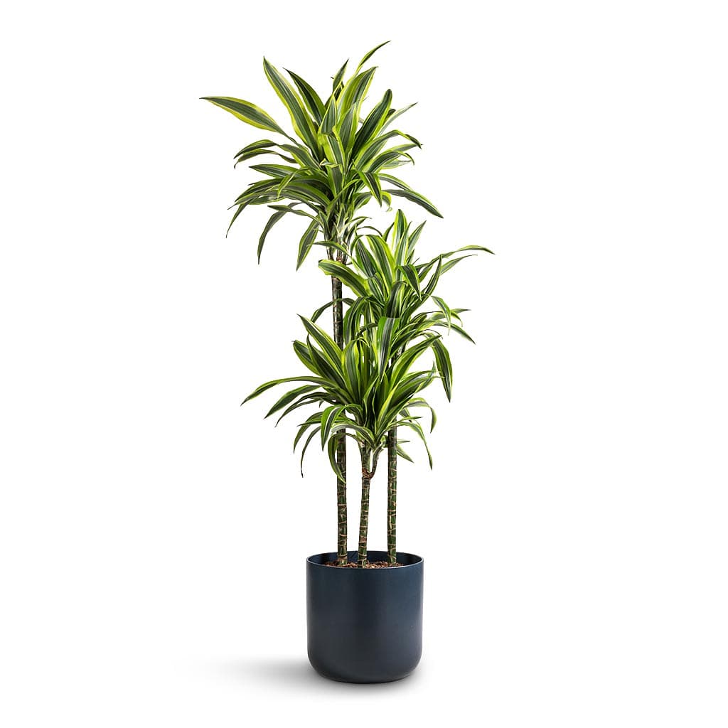 Dracaena lemon lime / Dracaena Fragrans 110cm-120cm - PlantmartUAE.com