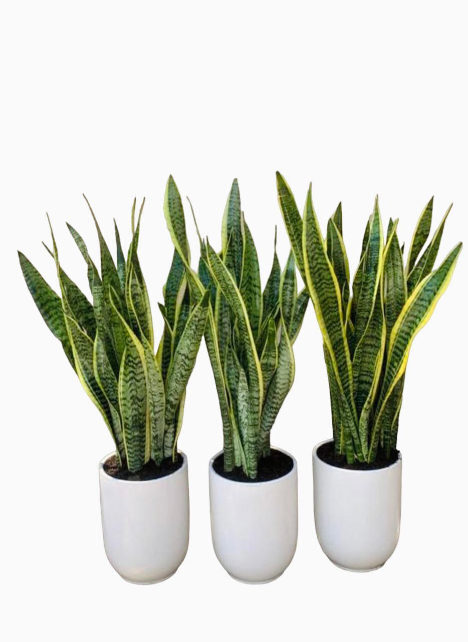 Combo 3pcs: Sansevieria/Snake Plants-Ceramic Pots (70cm) - PlantmartUAE.com