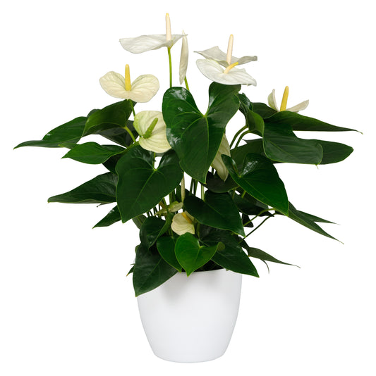 White Anthurium 30cm-40cm - PlantmartUAE.com