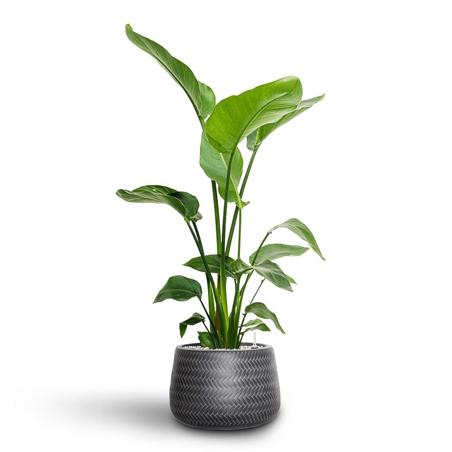 Potted Combo : Areca Palm + Bird Of Paradise in Ceramic Pots