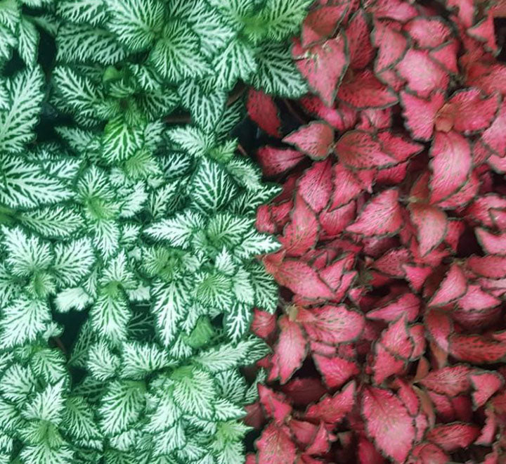 Fittonia, Nerve or Mosaic Plant 5-10cm Spread