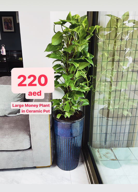 Money Plant HOLLAND 160cm (L) - CERAMIC Pot indoor plant