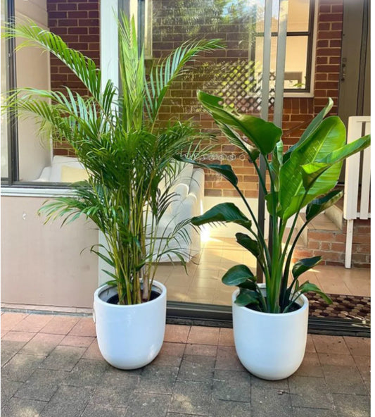 Potted Combo : Areca Palm + Bird Of Paradise in Ceramic Pots