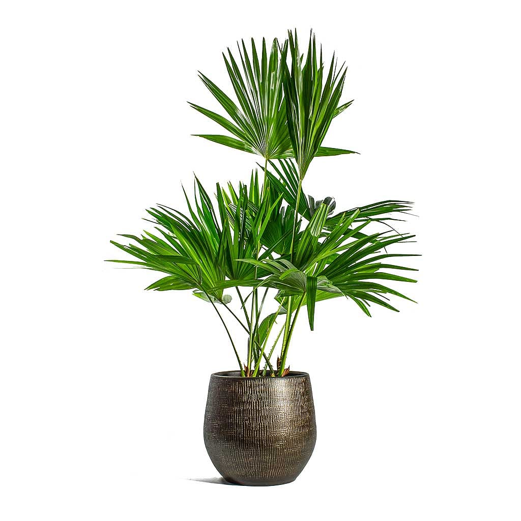 Livistonia Rotundifolia/Footstool Palm 20cm-30cm - PlantmartUAE.com