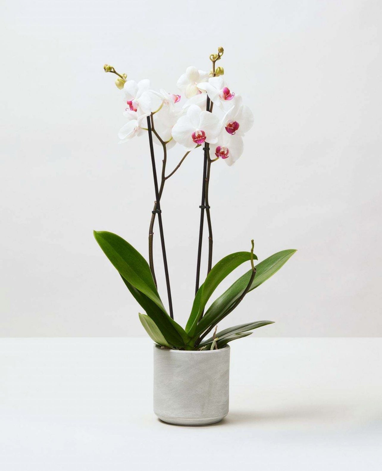 Moth Orchids, Phalaenopsis Orchids