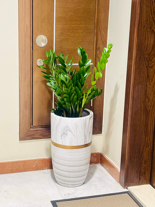 ZZ Plant/Zamioculcas Zamiifolia - CERAMIC POT