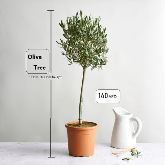 Olive Tree Indoor 90cm-1mtr