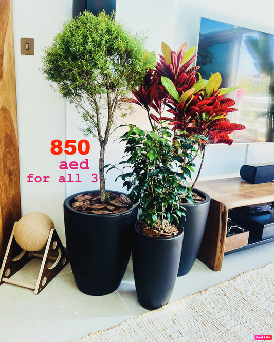 COMBO Offer: 3 Indoor Plants in CERAMIC pots