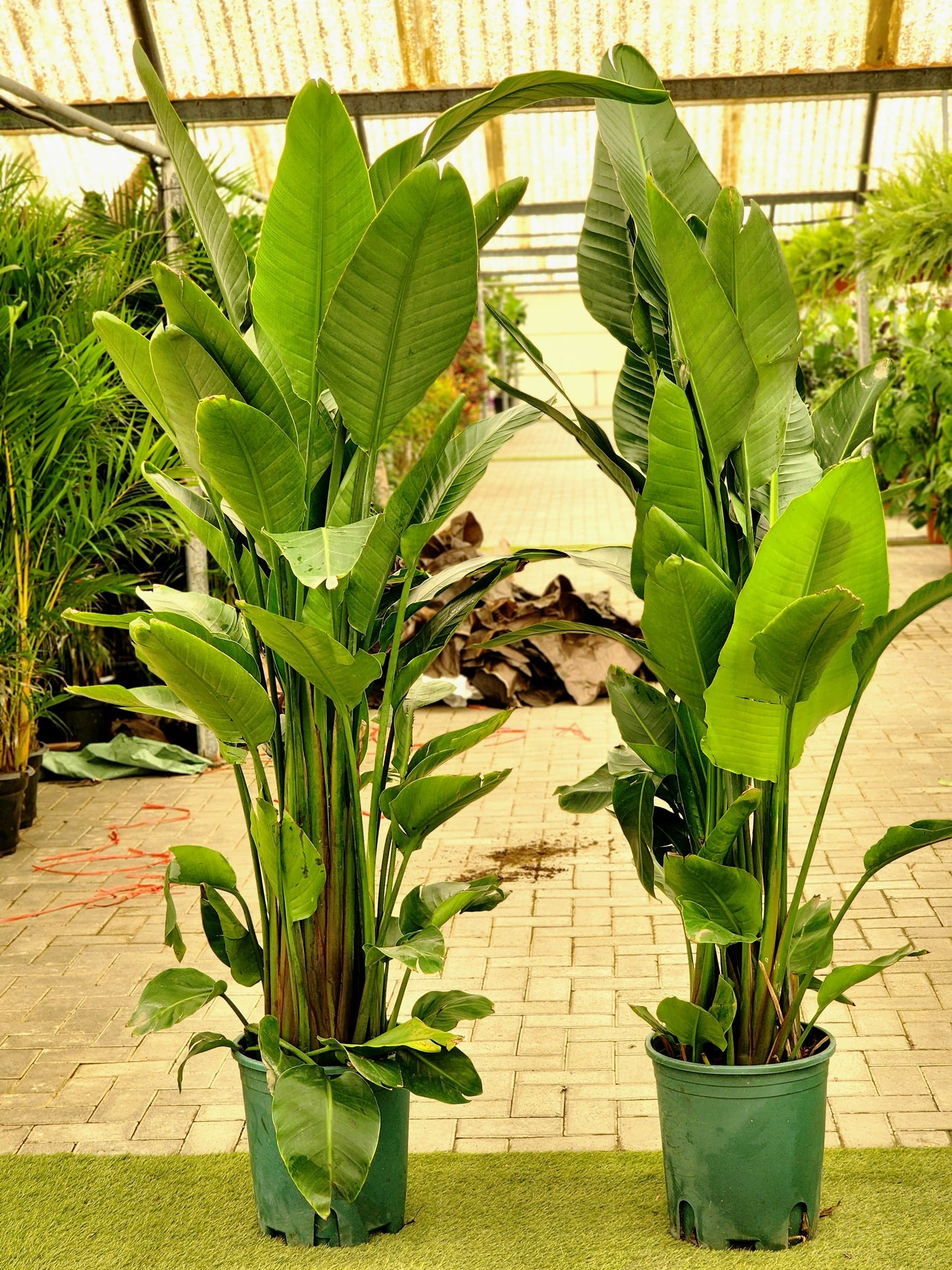 Bird Of Paradise XXL (170-180cm) (Holland)