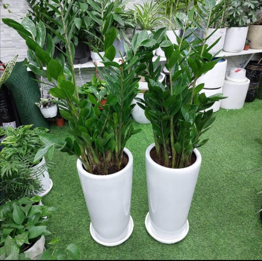 Combo Pack: 2Pcs ZZ Large Plant in Ceramic Pots