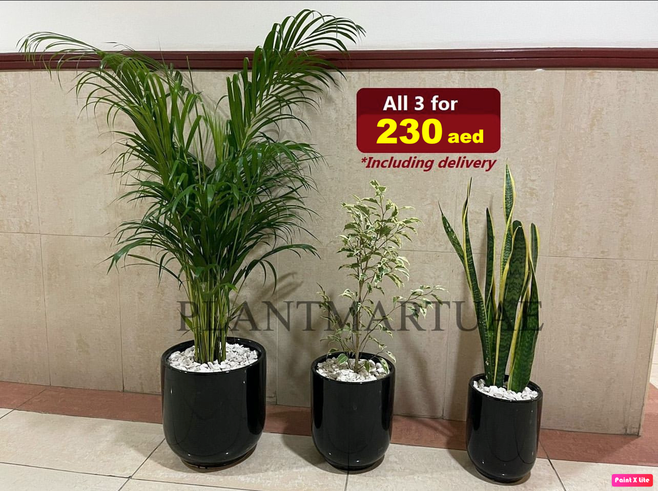 Combo: 3 Indoor Plants- Black CERAMIC Pots