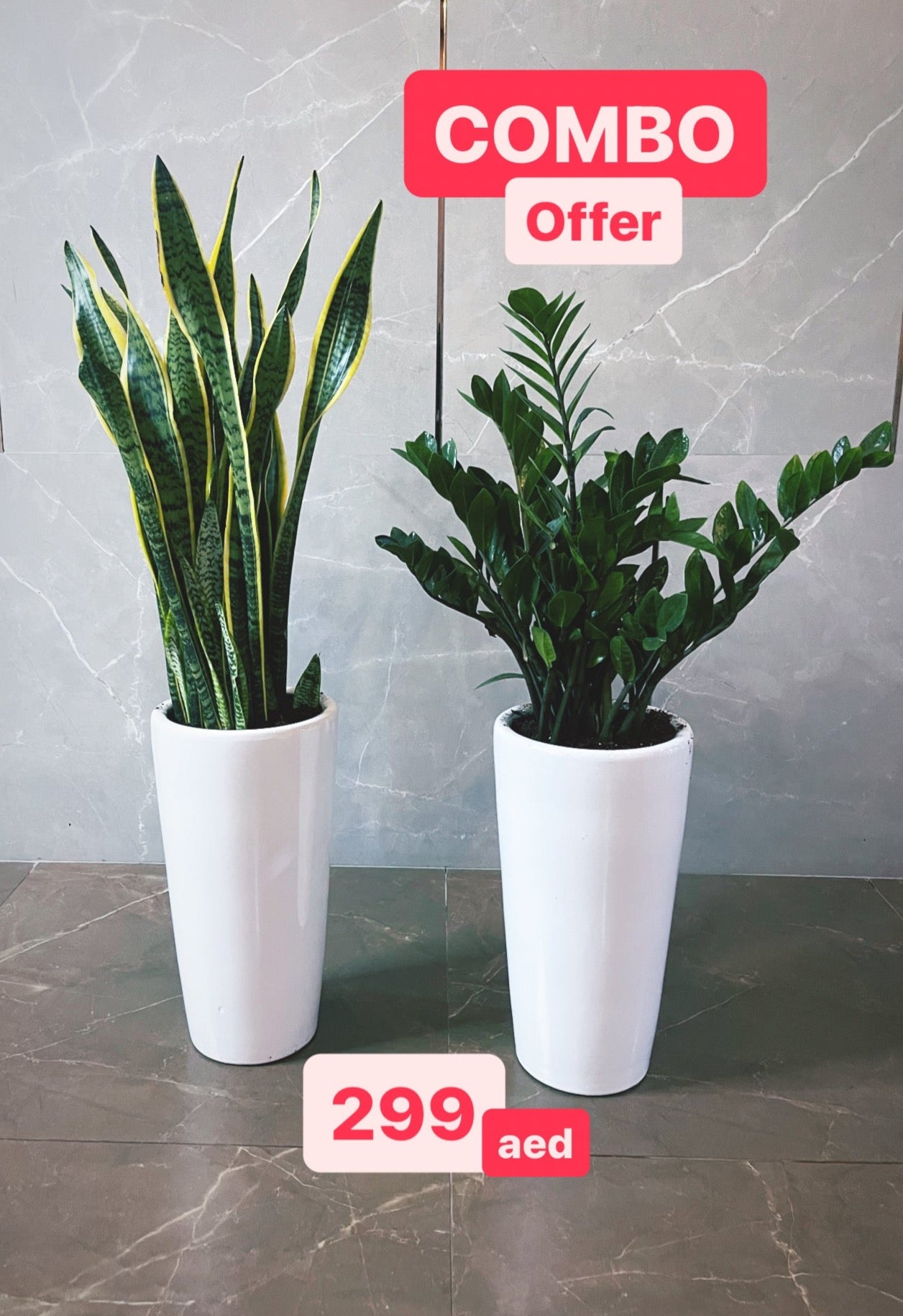 2pcs Potted Sansevieria & ZZ Plant Large in CERAMIC Pots indoor plant Snake Plant PlantmartUAE