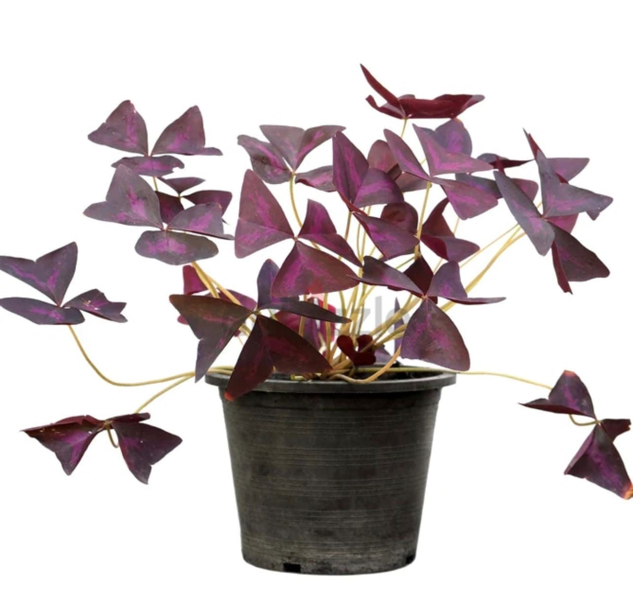 Oxalis Triangularis - False Shamrock - Indoor Flowering Plant