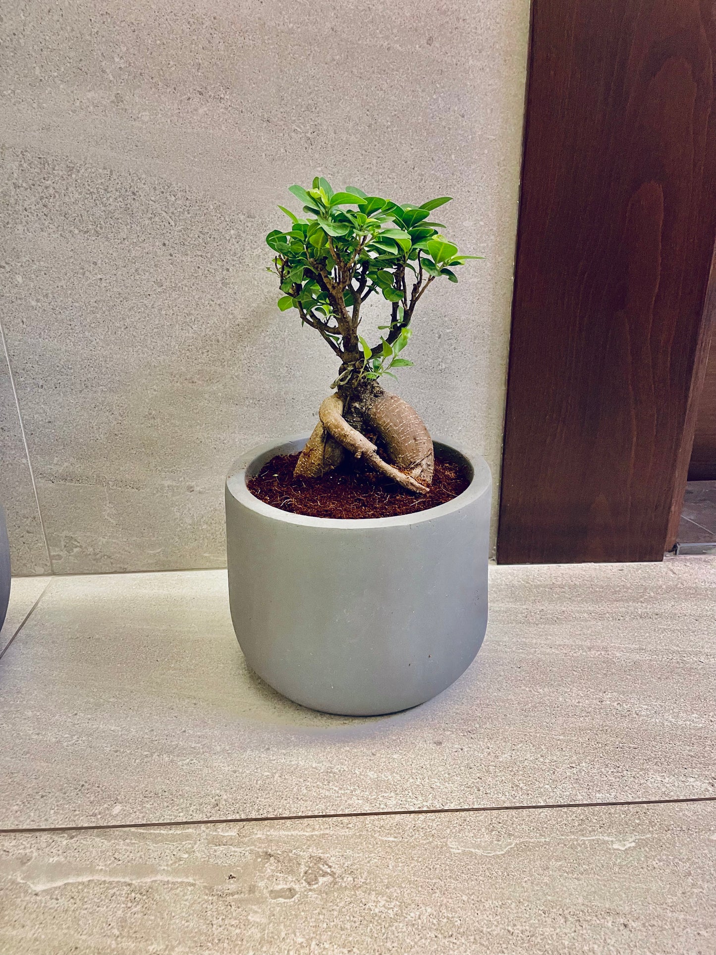 Ficus Microcarpa Ginseng Bonsai