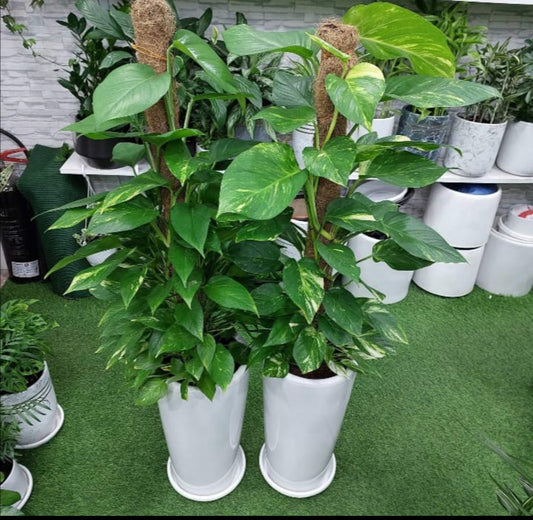 Combo Pack: 2pcs Money Plants in Ceramic pots