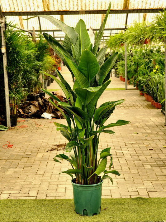 Bird Of Paradise XXL (170-180cm) (Holland)