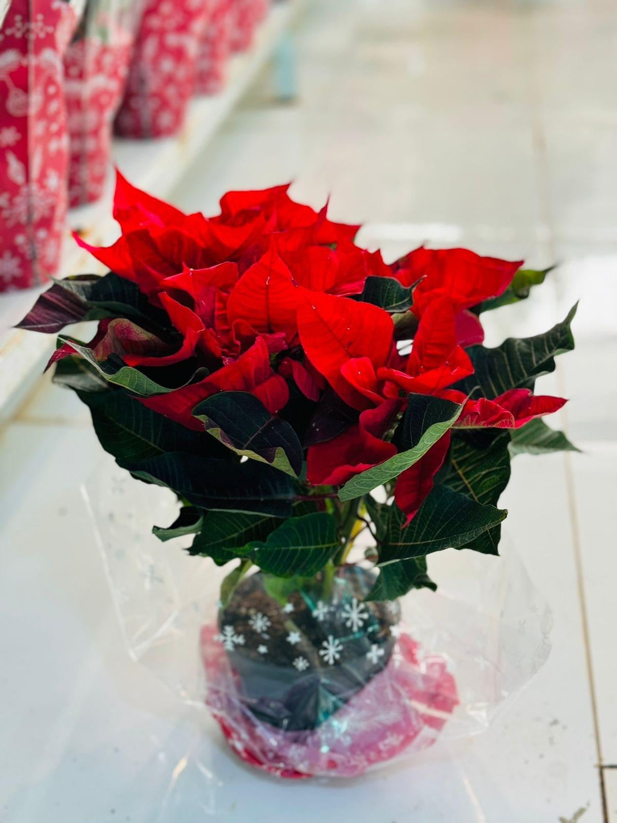 Poinsettia – (Euphorbia pulcherrima) - PlantmartUAE.com