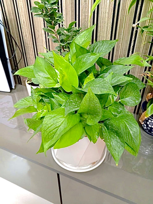 Money Plant in Ceramic Pot | 30cm-40cm