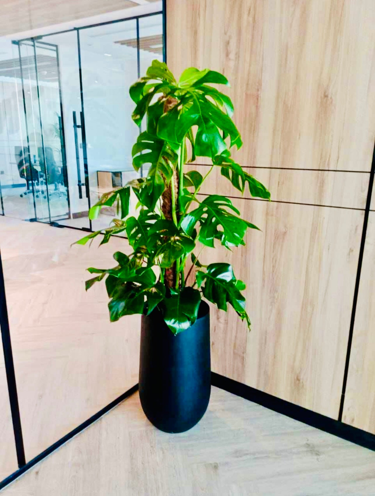 Monstera Deliciosa 160cm-170cm in Ceramic Pot | Indoor Plant | Best Online Plant shop | PlantMartUAE.com Ceriman, Swiss Cheese Plant, Monstera, Mexican Breadfruit, Delicious Monster, Split-leaf philodendron