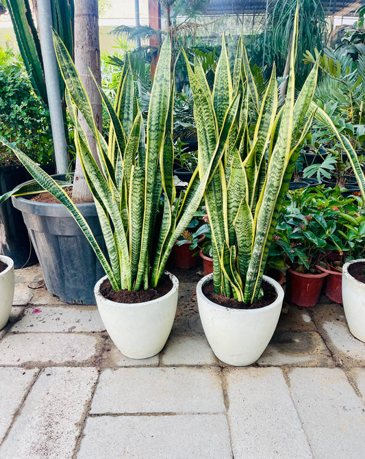 2pcs of Snake Plant Large in FiberPot | 80cm - 90cm